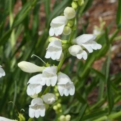 FireSmart Collection - Zone 2 -Plant Finder Shop penstemon strictus albus blanca peak