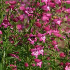 Habitat Hero Birdwatcher Pre-Planned Garden -Plant Finder Shop penstemon x mexicali red rocks 21 plant select 1 1