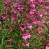 Red Rocks® Penstemon -Plant Finder Shop penstemon x mexicali red rocks 21 plant select 1 1 1