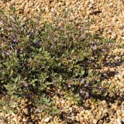 Tushar Bluemat Penstemon 9 Tushar Bluemat Penstemon -Plant Finder Shop penstemon xylus 3 credit plant select