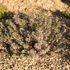 Tushar Bluemat Penstemon 8 Tushar Bluemat Penstemon -Plant Finder Shop penstemon xylus 4 credit plant select