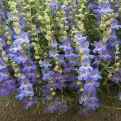Plant Finder Shop -Plant Finder Shop penstemon blue lips 78798 1 web