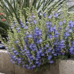 Blue Lips Penstemon -Plant Finder Shop penstemon blue lips 78798 2 web