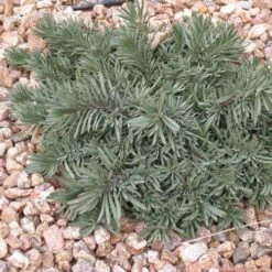 Blue Lips Penstemon -Plant Finder Shop penstemon blue lips 78798 3 web