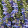 Blue Lips Penstemon -Plant Finder Shop penstemon blue lips 78798 4 web
