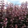 Dark Towers Penstemon -Plant Finder Shop penstemon dark towers 1b