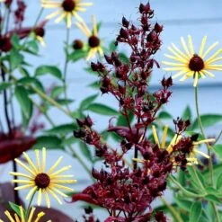 Dark Towers Penstemon 12 Dark Towers Penstemon -Plant Finder Shop penstemon dark towers 3b