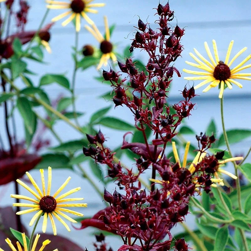 Dark Towers Penstemon 6 Dark Towers Penstemon - Image 4