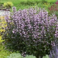 Dark Towers Penstemon 14 Dark Towers Penstemon -Plant Finder Shop penstemon dark towers walters gardens cropped