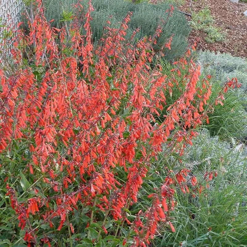 Firecracker Penstemon Richfield Strain 4 Firecracker Penstemon Richfield Strain - Image 2