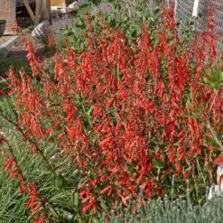 Hummingbird Attracting Collection For The West -Plant Finder Shop penstemon eatonii richfield ut in flwrcc