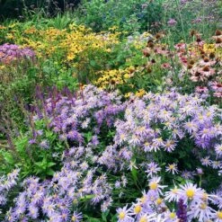 High Country Meadow Native Wildflower Seed Mix -Plant Finder Shop perennial garden hcg native mix