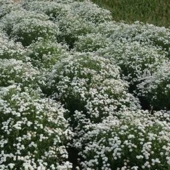 Peter Cottontail Yarrow -Plant Finder Shop peter cottontail yarrow 4 4