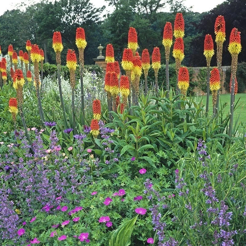 Pfitzer Red Hot Poker Mix 4 Pfitzer Red Hot Poker Mix - Image 2