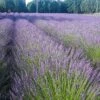 Phenomenal® Lavender