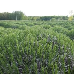 Phenomenal® Lavender -Plant Finder Shop phenomenal lav 4