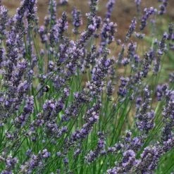 Phenomenal® Lavender -Plant Finder Shop phenomenal lavender close up flo