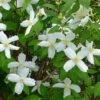 Desert Snow Mock Orange (Philadelphus) -Plant Finder Shop philadelphus microphyllus desert snow 5