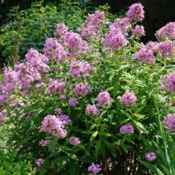 Jeana Garden Phlox -Plant Finder Shop phlox paniculata jeana flowers