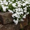 Snowflake Creeping Phlox -Plant Finder Shop phlox subulata snowflake 1