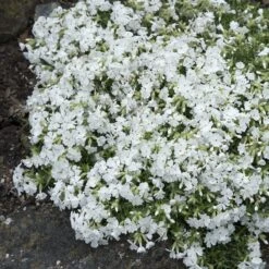Snowflake Creeping Phlox -Plant Finder Shop phlox subulata snowflake 3