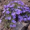 Violet Pinwheels Phlox -Plant Finder Shop phlox violet pinwheels 1