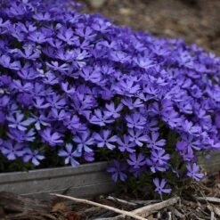 Violet Pinwheels Phlox 6 Violet Pinwheels Phlox -Plant Finder Shop phlox violet pinwheels 2