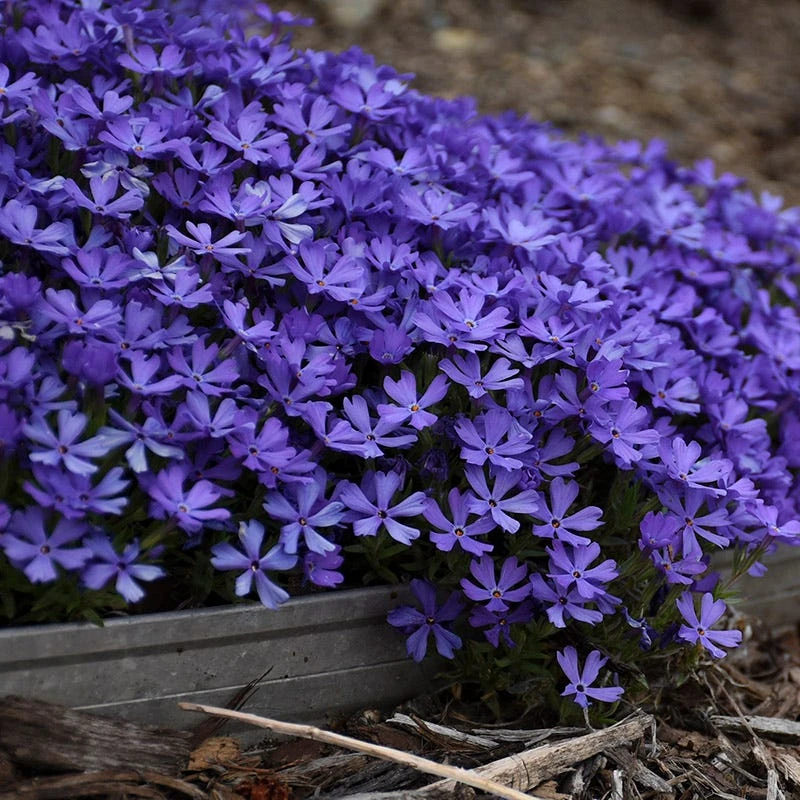 Violet Pinwheels Phlox 4 Violet Pinwheels Phlox - Image 2