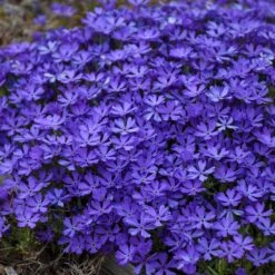 Violet Pinwheels Phlox 7 Violet Pinwheels Phlox -Plant Finder Shop phlox violet pinwheels 3