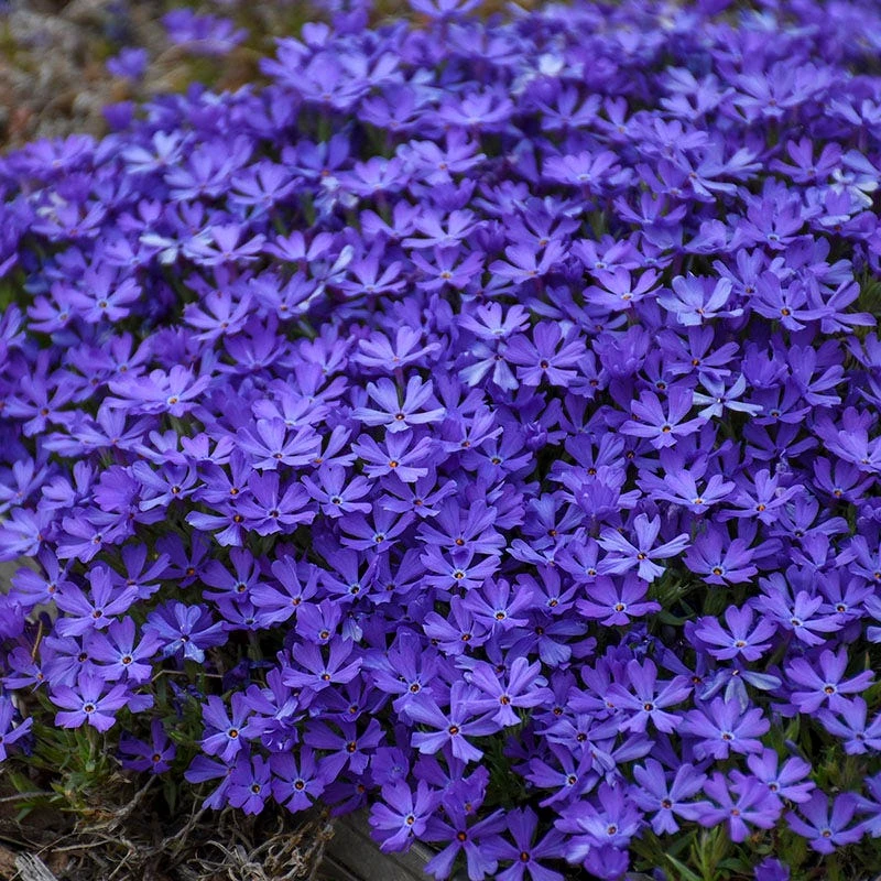 Violet Pinwheels Phlox 5 Violet Pinwheels Phlox - Image 3