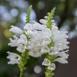 Summer Dreams Pre-Planned Garden -Plant Finder Shop physostegia virginiana crystal peak white obedient plant 14 1