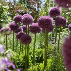 Pinball Wizard Allium -Plant Finder Shop pinball wizard allium 3