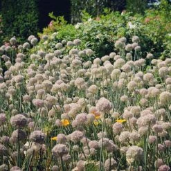 The Sky's The Limit Bulb Collection -Plant Finder Shop ping pong allium