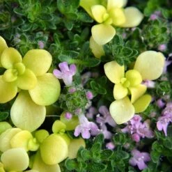Pink Chintz Creeping Thyme -Plant Finder Shop pink chintz and sedum makinio ogon photo contest john smelser