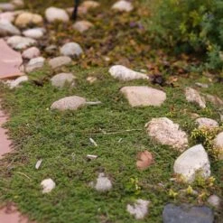 Pink Chintz Creeping Thyme -Plant Finder Shop pink chintz harter