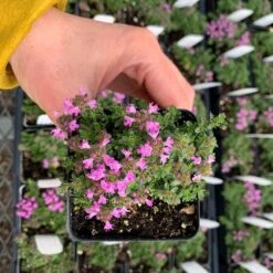 Pink Chintz Creeping Thyme -Plant Finder Shop pink chintz pot greenhouse