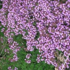Tread On Me Evergreen Groundcover Collection -Plant Finder Shop pink creeping thyme cropped