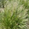 Pixie Fountain Tufted Hair Grass 2 Pixie Fountain Tufted Hair Grass -Plant Finder Shop pixie fountain tufted hair grass