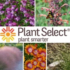 Plant Select® Waterwise Perennial Collection -Plant Finder Shop plant select waterwise perennial coll 10 25 24