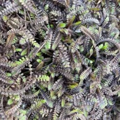 Platt's Black Brass Buttons (Leptinella) -Plant Finder Shop platts black brass buttons 3