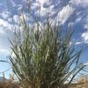 Mini Oat Grass (Poa) -Plant Finder Shop poa secunda var juncifolia sky