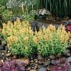 Poquito™ Butter Yellow Agastache -Plant Finder Shop poquito butter yellow agastache 1