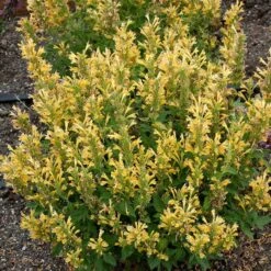 Poquito™ Butter Yellow Agastache -Plant Finder Shop poquito butter yellow agastache 3