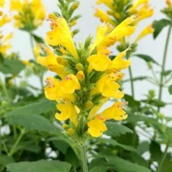 Poquito™ Butter Yellow Agastache -Plant Finder Shop poquito butter yellow agastache 4