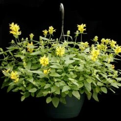 Poquito™ Butter Yellow Agastache -Plant Finder Shop poquito butter yellow agastache 5