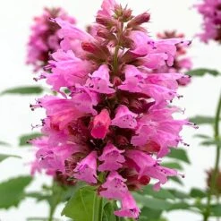 Poquito™ Lavender Agastache -Plant Finder Shop poquito lavender agastache close up