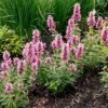 Poquito™ Lavender Agastache 2 Poquito™ Lavender Agastache -Plant Finder Shop poquito lavender agastache garden