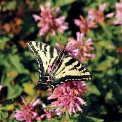 Poquito™ Lavender Agastache -Plant Finder Shop poquito lavender agastache pollinator