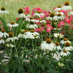 PowWow® White Echinacea -Plant Finder Shop pow wow white echinacea