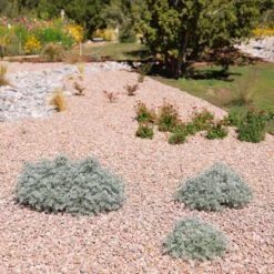 Powis Castle Artemisia -Plant Finder Shop powis castle andrea nm